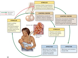 Lactation: positive feedback mechanism