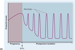 Prolactin levels during lactation