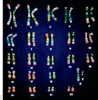 Karyotype