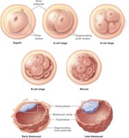 Cleavage and blastocyst formation