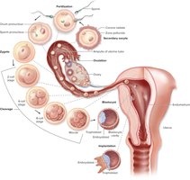 Transit through the uterine tube: fertilization through implantation