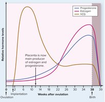 Hormone levels during pregnancy