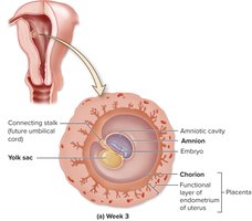 Formation of extraembryonic membranes: week 3