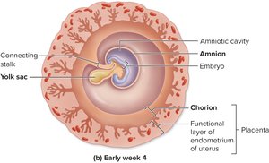 Formation of extraembryonic membranes: early week 4