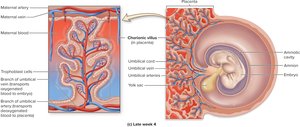Formation of extraembryonic membranes: late week 4