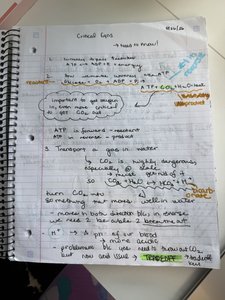 Handwritten notes showing ATP equations and cellular respiration