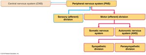 Diagram of CNS and PNS divisions