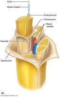 Structure of a peripheral nerve
