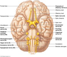 Cranial nerves on brain