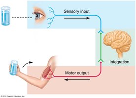 Sensory input, integration, and motor output diagram