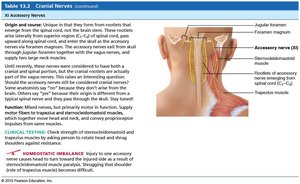 Mnemonic for cranial nerves