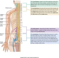 Spinal nerve plexuses and innervation
