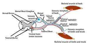 Spinal nerve roots and rami
