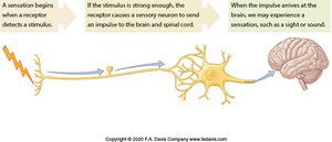 Sensory signal transmission from receptor to brain