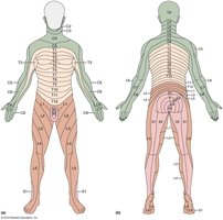 Dermatome map of the body