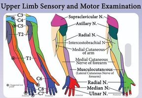 Brachial plexus and dermatome test points