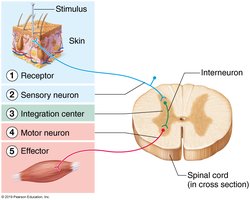 Reflex arc components