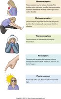 Types of sensory receptors