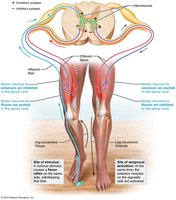 Flexor withdrawal and crossed extensor reflex