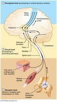 Three levels of sensory processing
