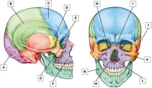 Labelled diagram of the skull showing cranial and facial bones