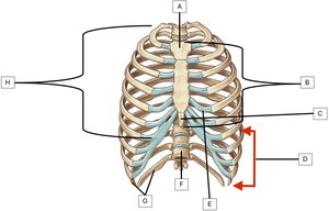 Labelled diagram of the thoracic cage showing ribs, sternum, and cartilage