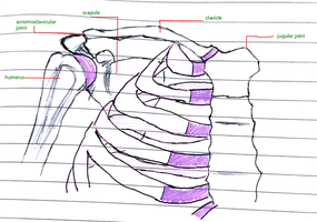 Hand-drawn diagram of the pectoral girdle with labelled bones and joints