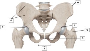 Labelled diagram of the pelvic girdle showing bones and features