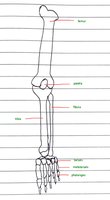 Hand-drawn diagram of the leg with labelled bones