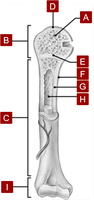 Labelled diagram of a long bone showing anatomical features