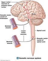 Somatic nervous system functional organization