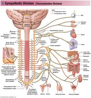 Sympathetic division pathways and targets