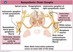 Sympathetic chain ganglia pathways