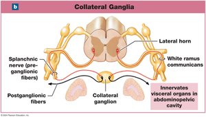 Collateral ganglia pathways