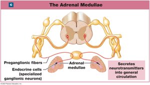 Adrenal medullae pathways