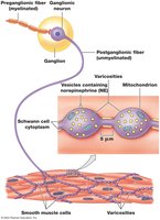 Sympathetic varicosities and neurotransmitter release
