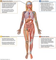 Integration of the nervous system with other body systems
