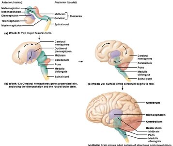 Embryonic brain development and flexures