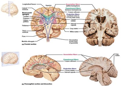 Cerebral tracts: association, commissural, projection fibers