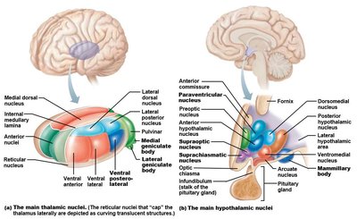 Thalamic and hypothalamic nuclei