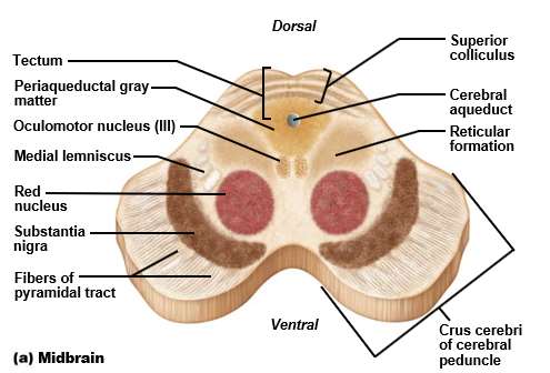 Midbrain cross-section
