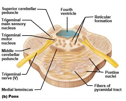 Pons cross-section