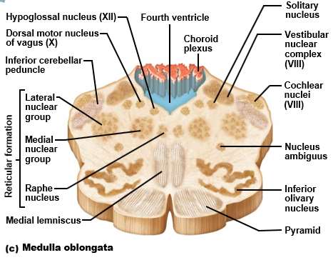 Medulla oblongata cross-section