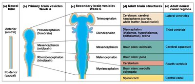 Brain vesicle development and adult structures