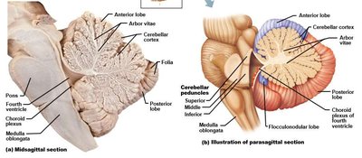 Cerebellum midsagittal and parasagittal sections