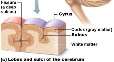 Gyri, sulci, and fissures of the cerebrum