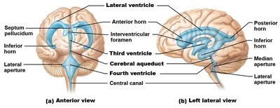 Ventricles of the brain