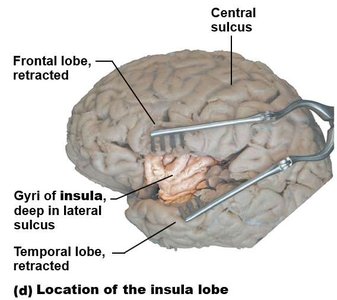 Location of the insula lobe