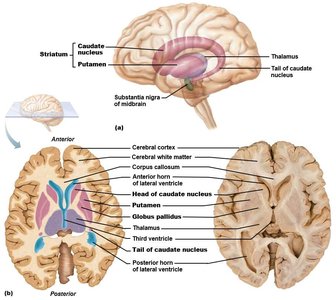 Basal nuclei and cerebral regions