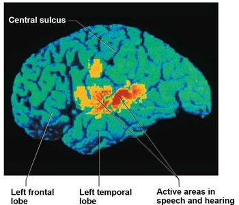 Active areas in speech and hearing
